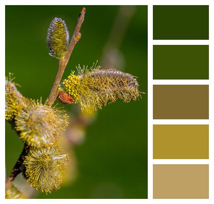 Pollen Plant Willow Catkin Image